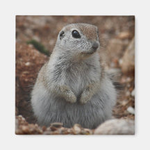 Round-tailed Ground Squirrel Magnet
