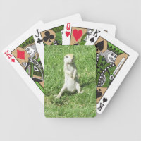 Round-tailed Ground Squirrel Poker Cards