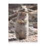 Round-Tailed Ground Squirrel Postcard