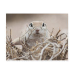 Round-tailed Ground Squirrel Postcard