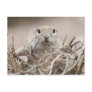Round-tailed Ground Squirrel Postcard