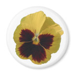 Round Yellow Pansy Magnet magnets