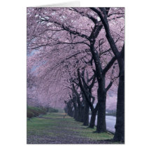 Row of cherryblossom trees card