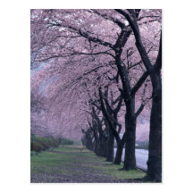 Row of cherryblossom trees post cards