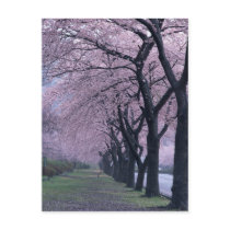 Row of cherryblossom trees post cards