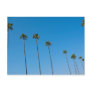 Row of Palm Trees