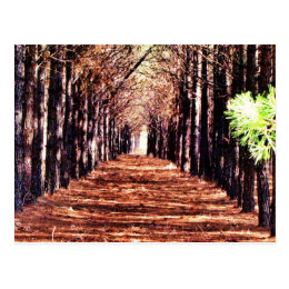Row of Pine Trees in Forest Postcard