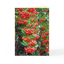 Rowan Berries - Season's Greetings Holiday Card