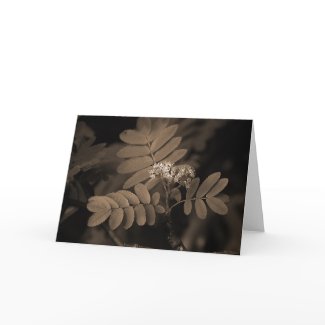Rowan (Sepia) zazzle_card