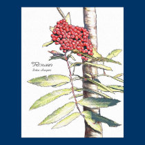 Rowan Study posters