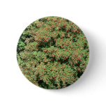 Rowan Tree With Berries Pinback Buttons