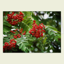 Rowanberries 01 cards