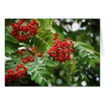 Rowanberries 01 greeting cards
