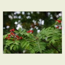 Rowanberries 02 cards
