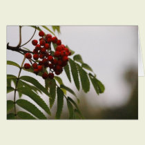 Rowanberries 03 cards