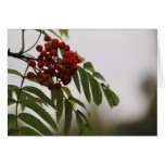 Rowanberries 03 greeting cards