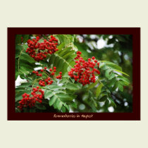 Rowanberries in August 01 posters