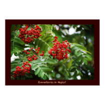 Rowanberries in August 01 posters