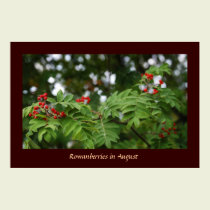 Rowanberries in August 02 posters