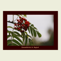 Rowanberries in August 03 posters