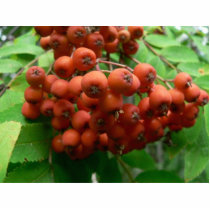 Rowanberries photo sculptures