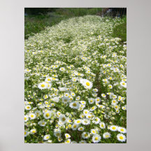 Rows o Mini Posters