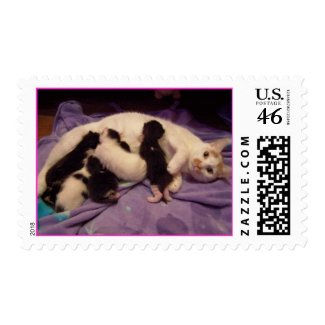 Roxy with kitties stamp
