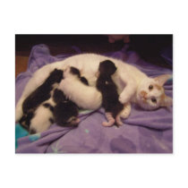 Roxy with kitties postcard