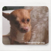 Roy, one eyed Chihuahua mousepads by CCRescue Roy, one eyed Chihuahua mousepads