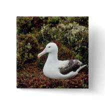 Royal Albatross Pinback Buttons