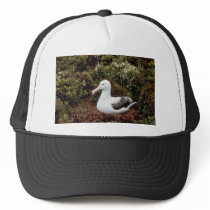 Royal Albatross Mesh Hats