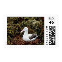 Royal Albatross Postage