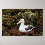 Royal Albatross Posters