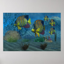 royal angelfish, fish, wild, sea, ocean, saltwater, freshwater, species, underwater, group, together, beautiful, blue, clear, coral, escape, exploration, marine, motion, move, reef, sandy, school, life, swim, tropical, water, organism, background, image, picture, illustration, reefs, Poster with custom graphic design
