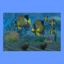 Royal Angelfish Print posters