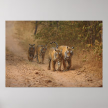 Royal Bengal Tigers on the move, Ranthambhor Print
