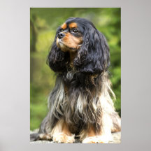Royal Black And Tan Cavalier King Charles Spaniel Posters