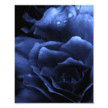 Royal Blue Close Up of a Double Begonia Photograph