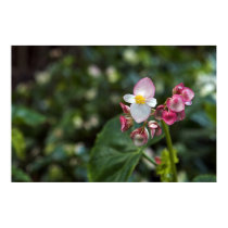 Royal Botanic Gardens - Sydney, Australia posters