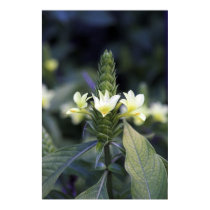 Royal Botanic Gardens - Sydney, Australia posters
