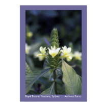 Royal Botanic Gardens - Sydney, Australia posters