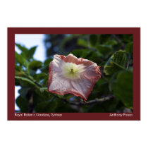 Royal Botanic Gardens - Sydney, Australia posters