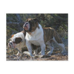Royal Bulldogs Post card postcards