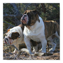 Royal Bulldogs Poster posters