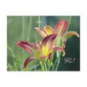 Royal Daylily Greetings postcards by littlewingdesign Royal Daylily Greetings postcards