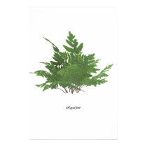 Royal Fern posters by ricash Royal Fern posters