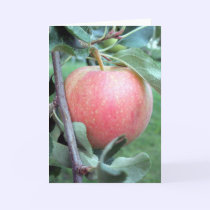 Royal Gala Apple cards