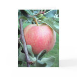 Royal Gala Apple Cards