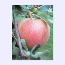 Royal Gala Apple postcards