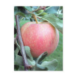 Royal Gala Apple Postcards